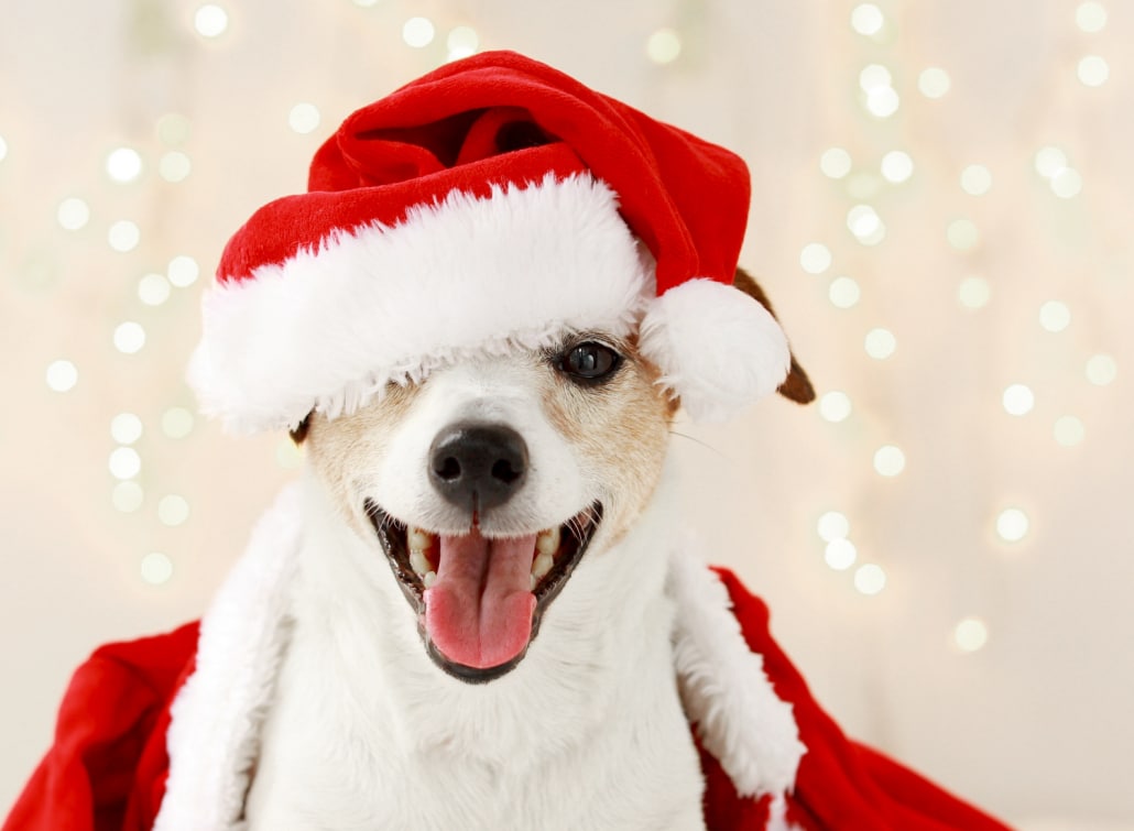 Cute dog in costume for Christmas celebration