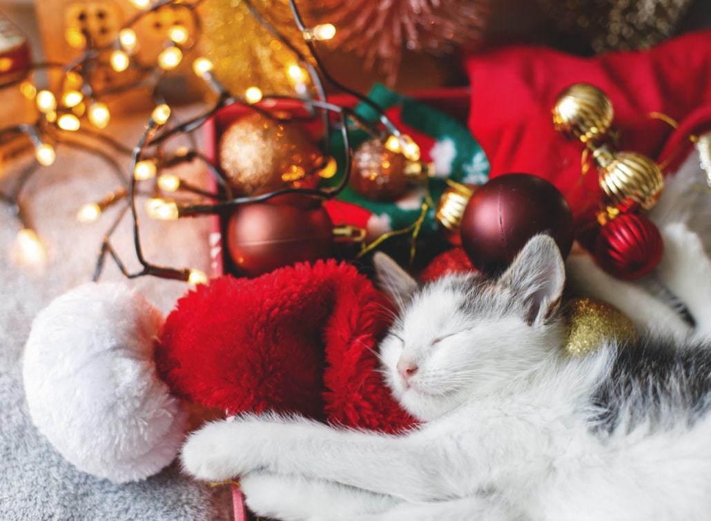 Adorable kitten sleeping on cozy santa hat with red and gold bau